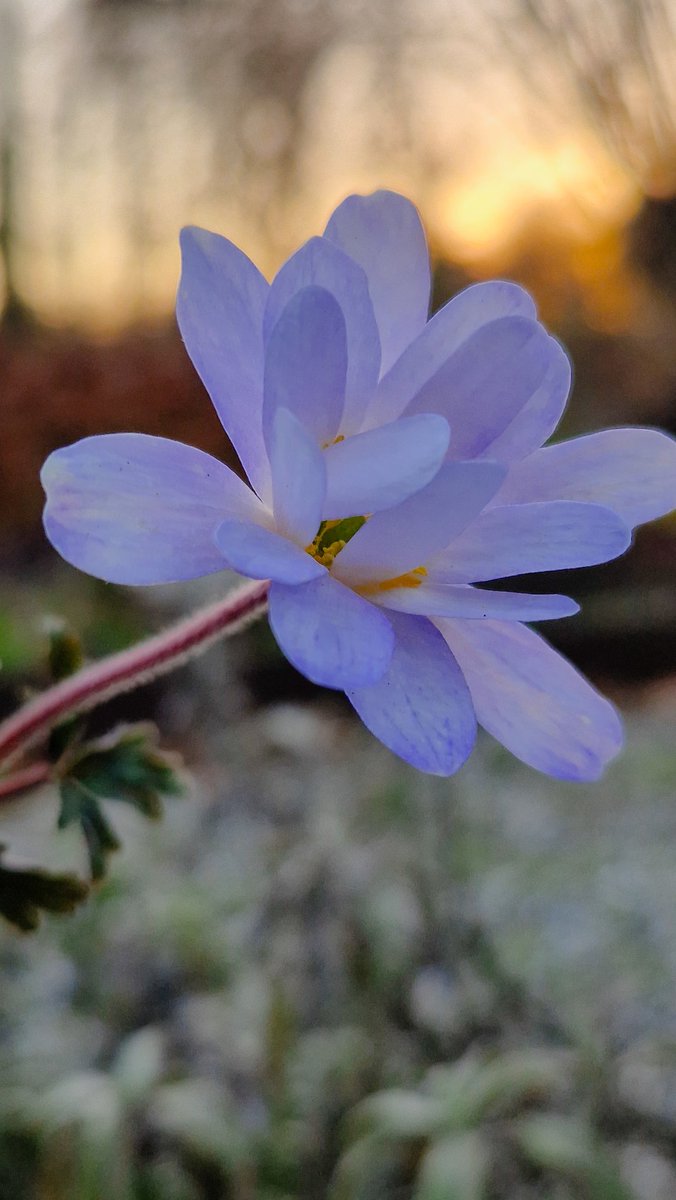 Plantaholic 🌸 tweet media