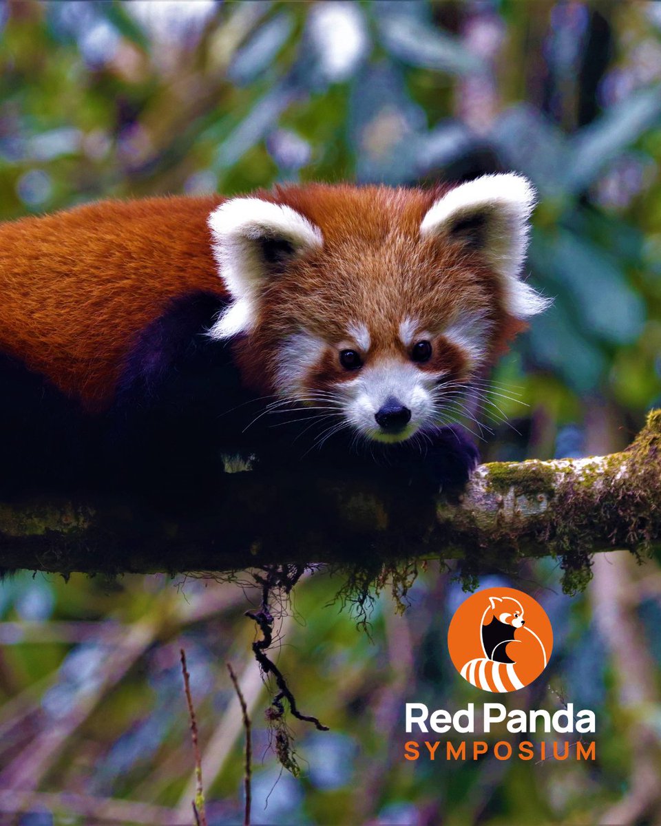 Red Panda Network tweet media