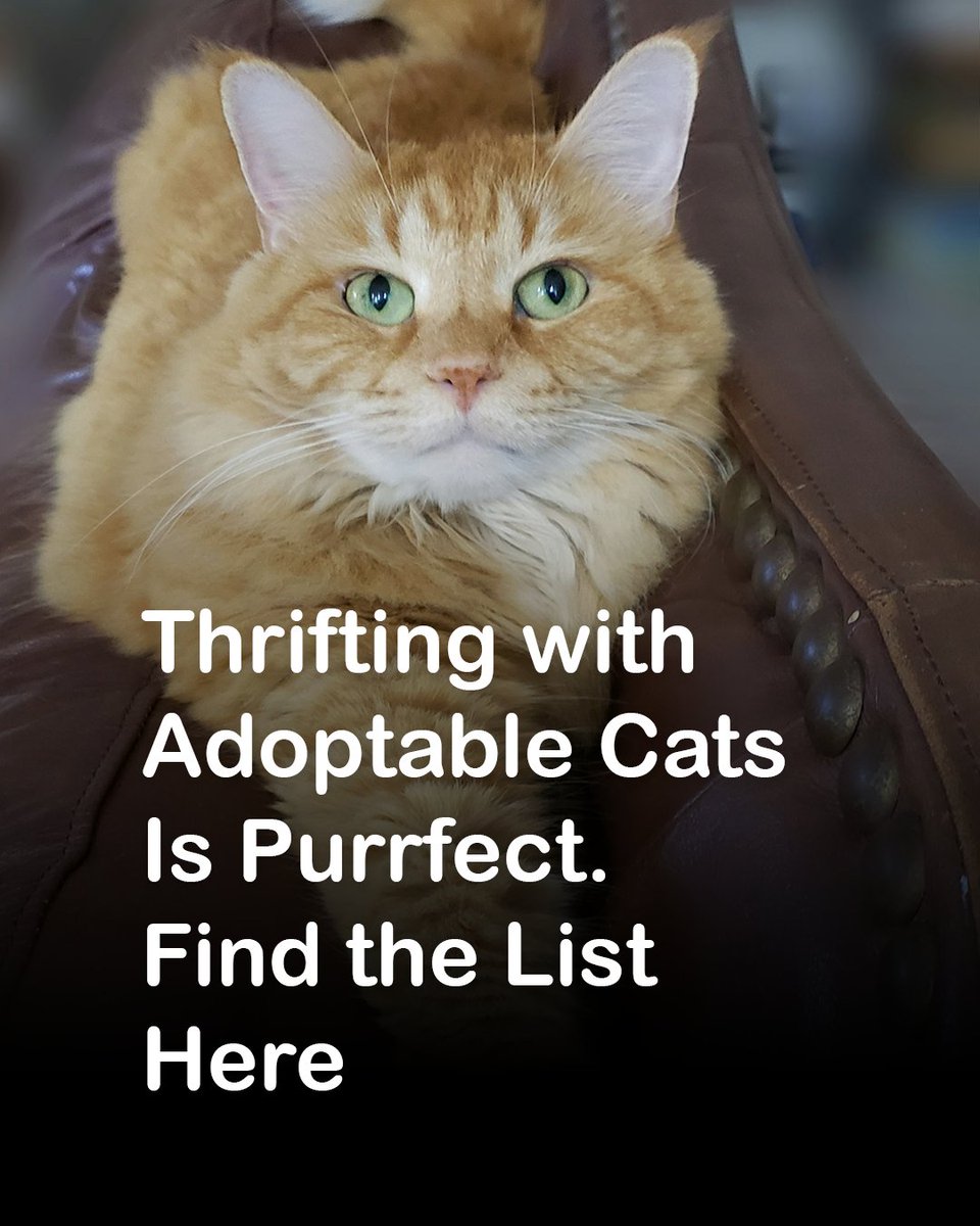 Check out our purr-fect list of thrift stores with adoptable cats &amp; cat cafes with thrift stores!
thatcatlife.com/thrift-stores-…