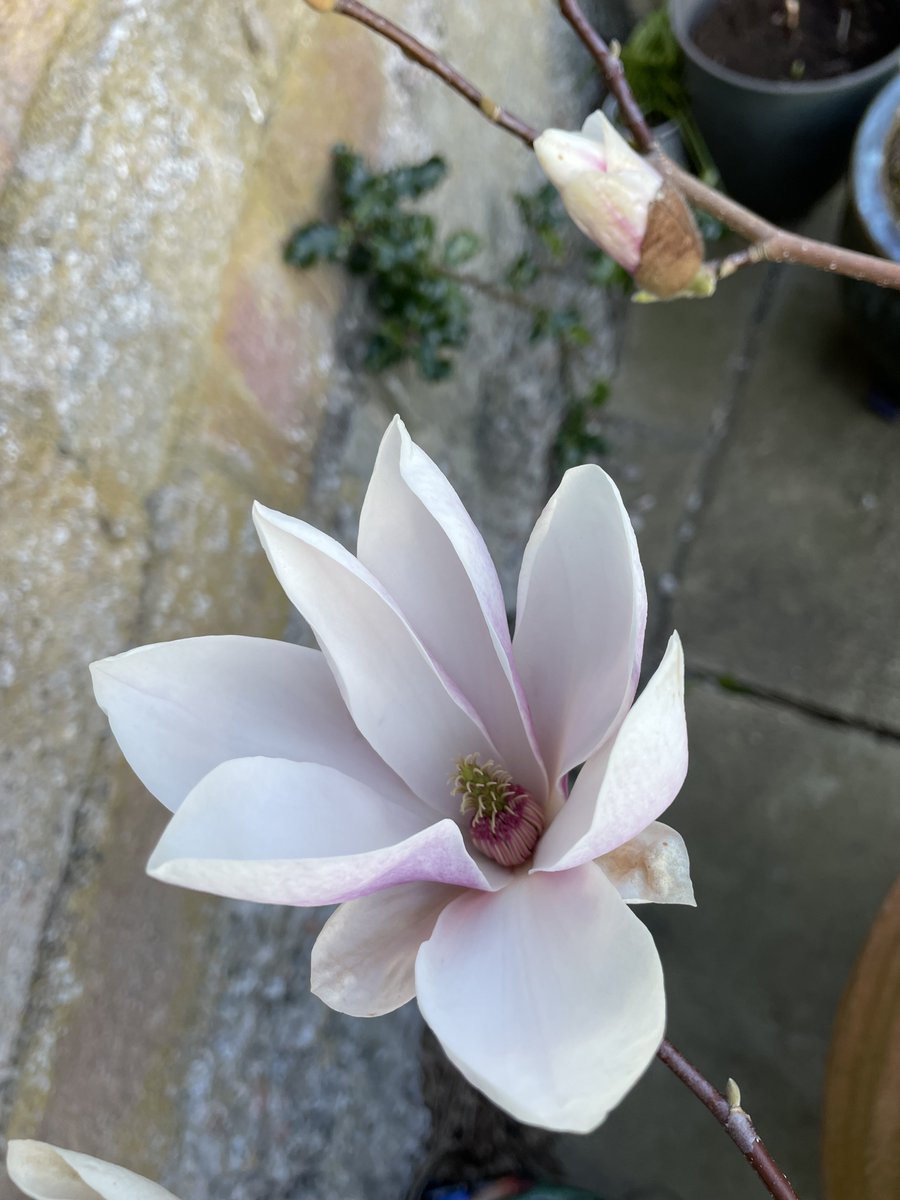 Supergran Lorri Independence for Scotland tweet media