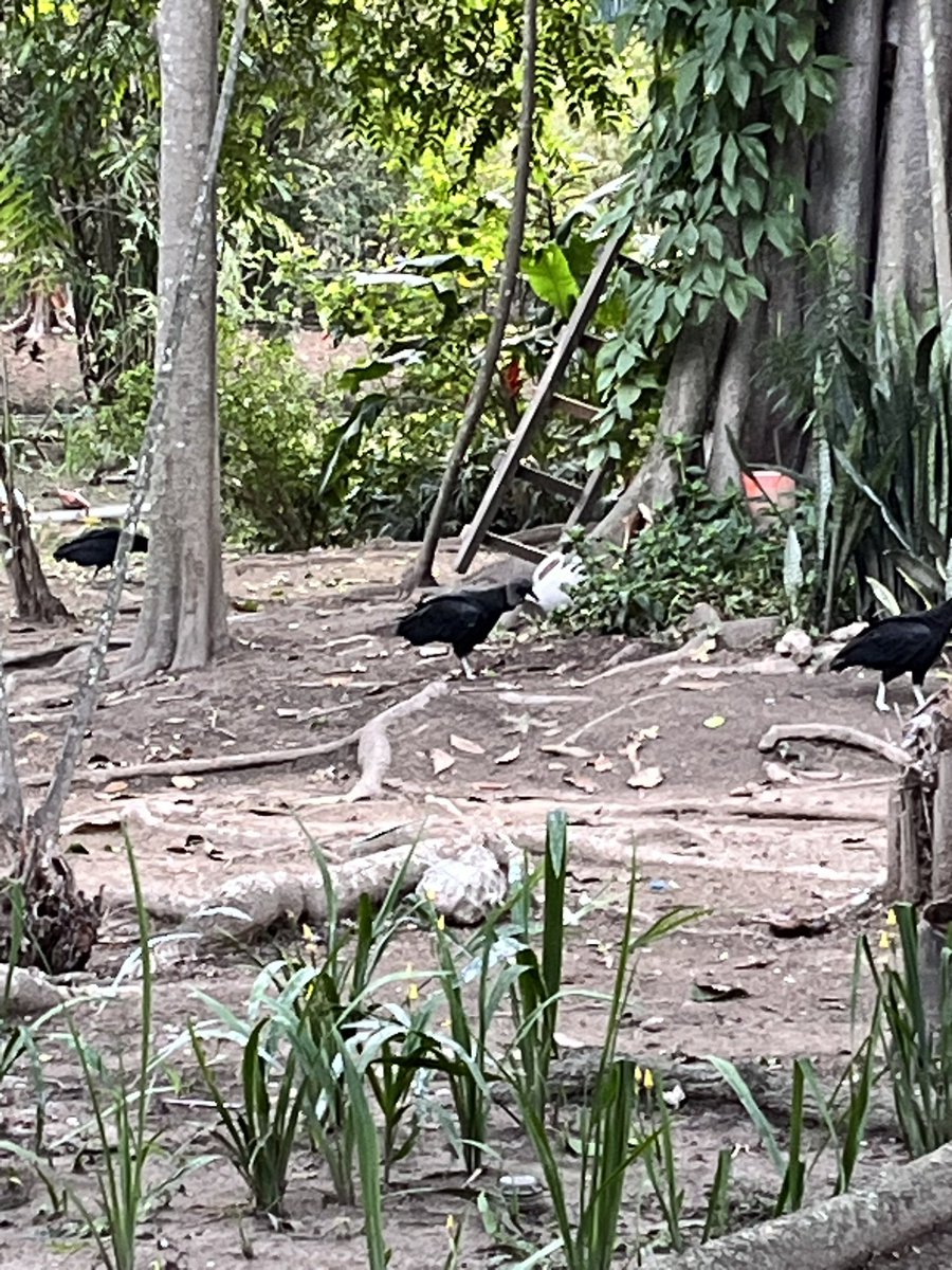 Maria Gabriela Escovar tweet media