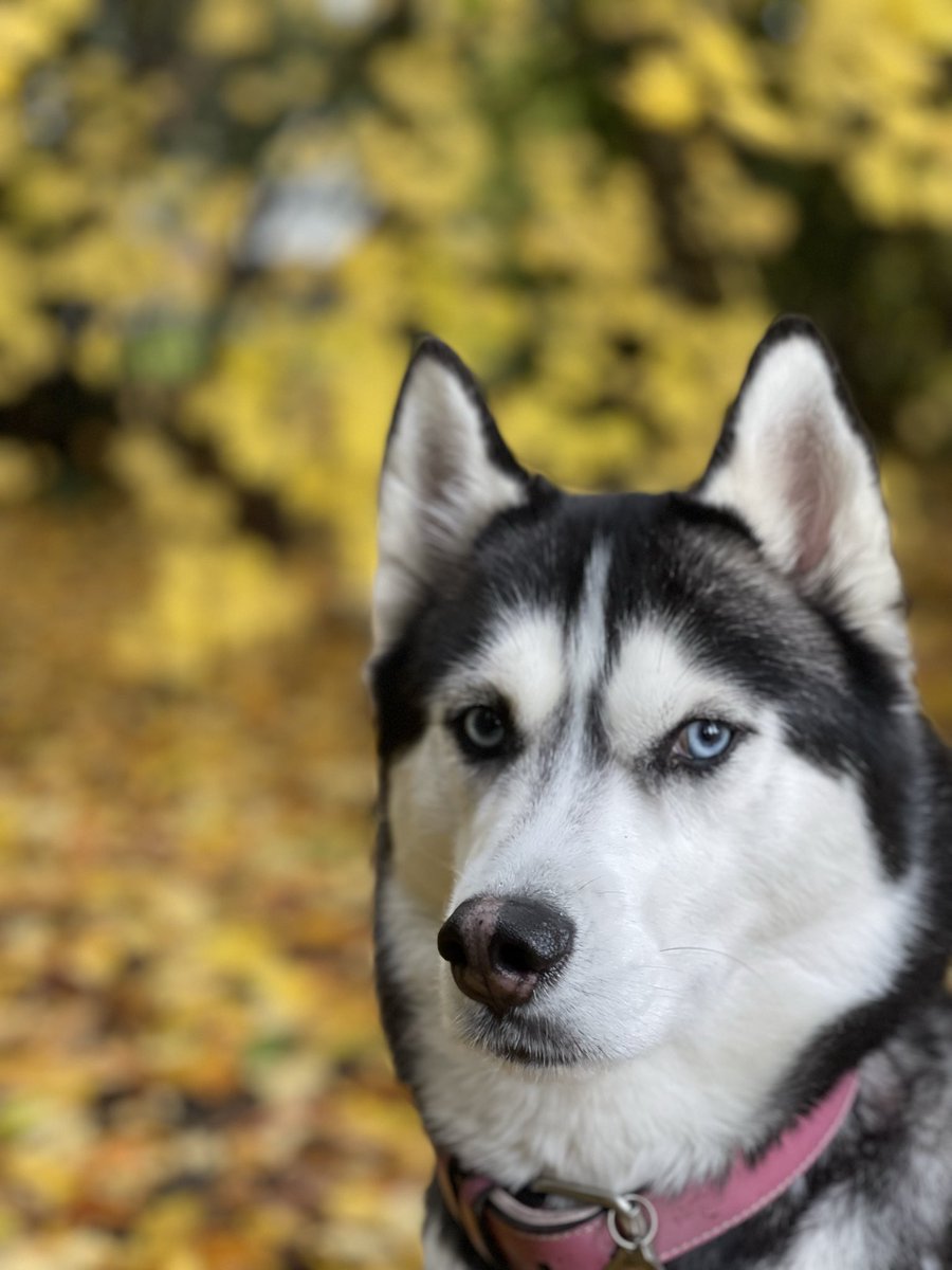 The Captain tweet media