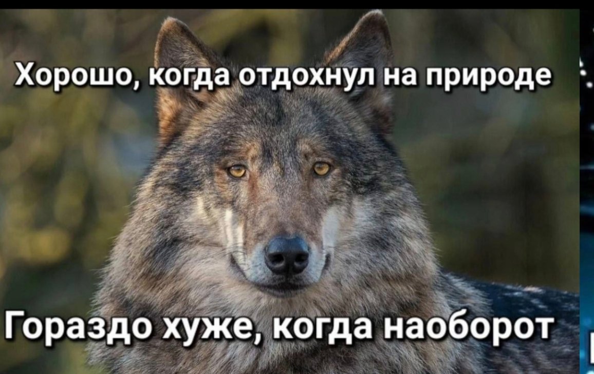 МИСТЕР СИНАБОН 🔪 tweet media