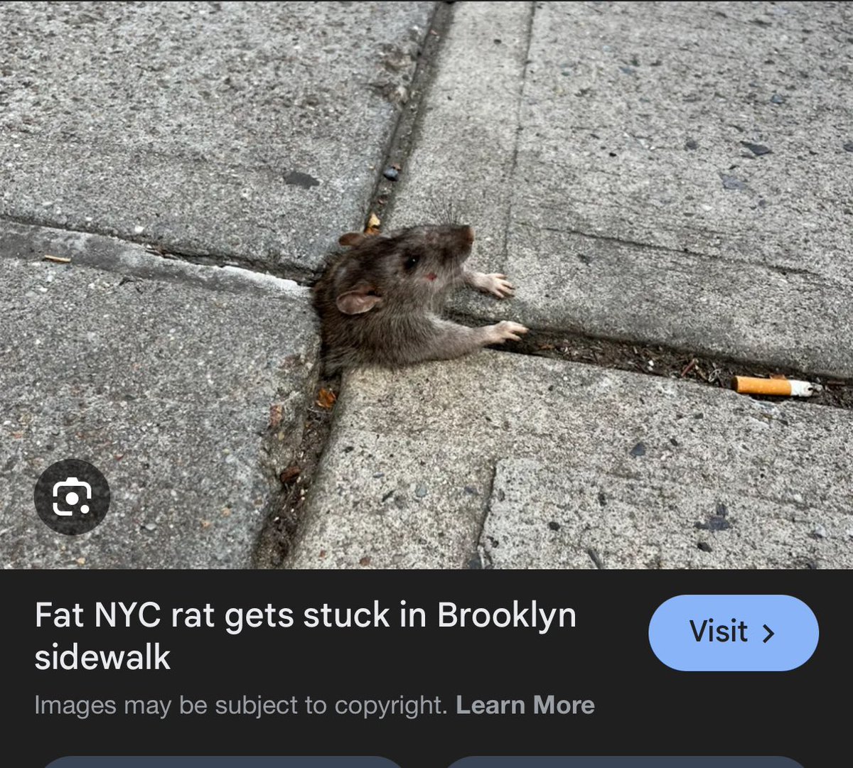 sarah 🍯 tweet media