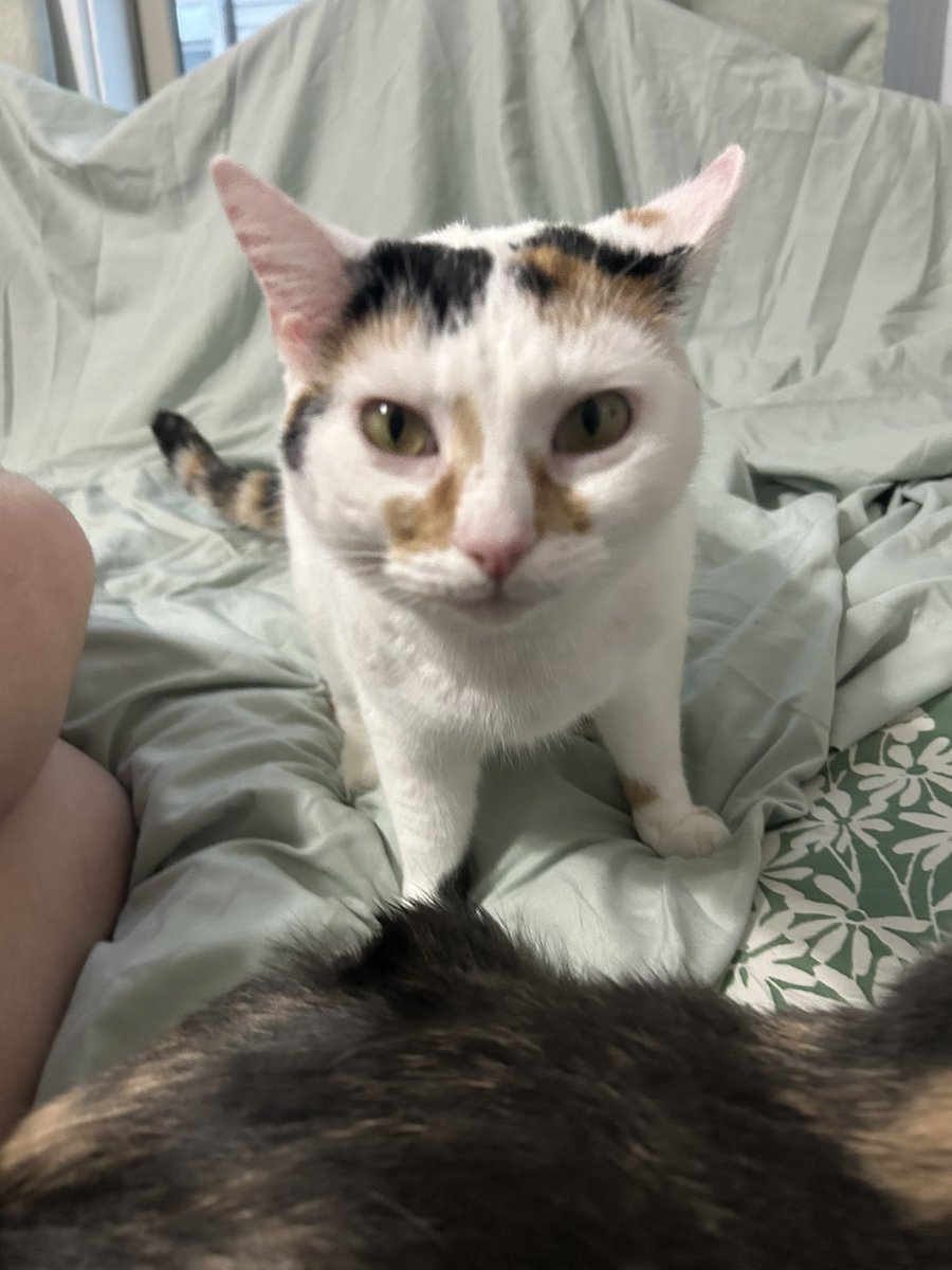 monkey & zoe ❤️ oreo 🌈 tweet media