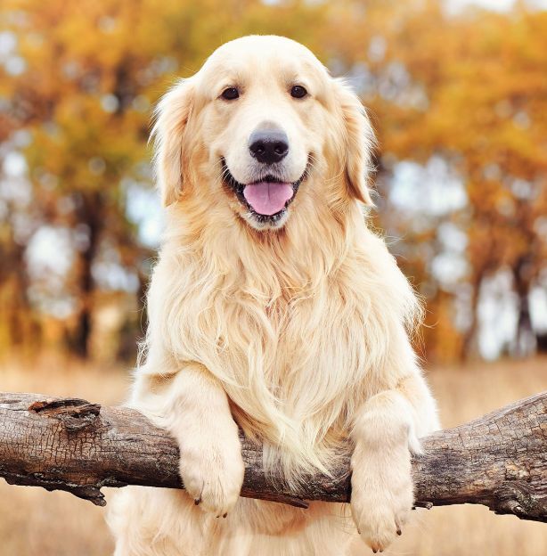 Max Shen tweet media