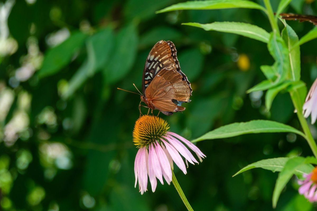 Clean Air Partnership tweet media