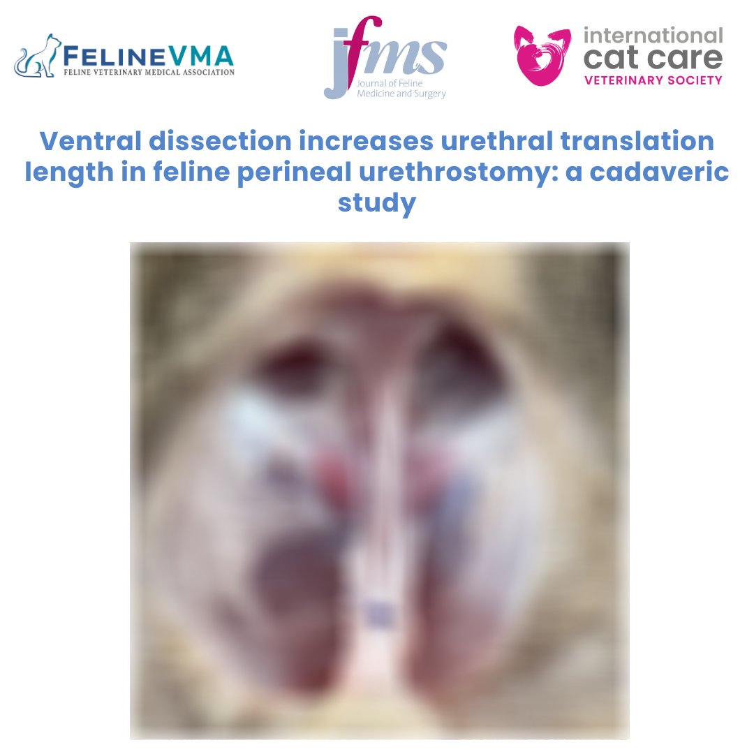 Feline Veterinary Medical Association tweet media