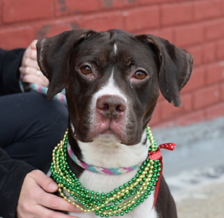 Morgan Fairchild's Dogs tweet media