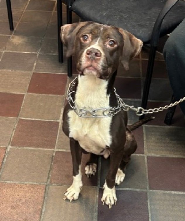 Morgan Fairchild's Dogs tweet media