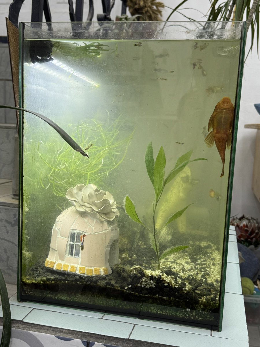 шматок смальти tweet media