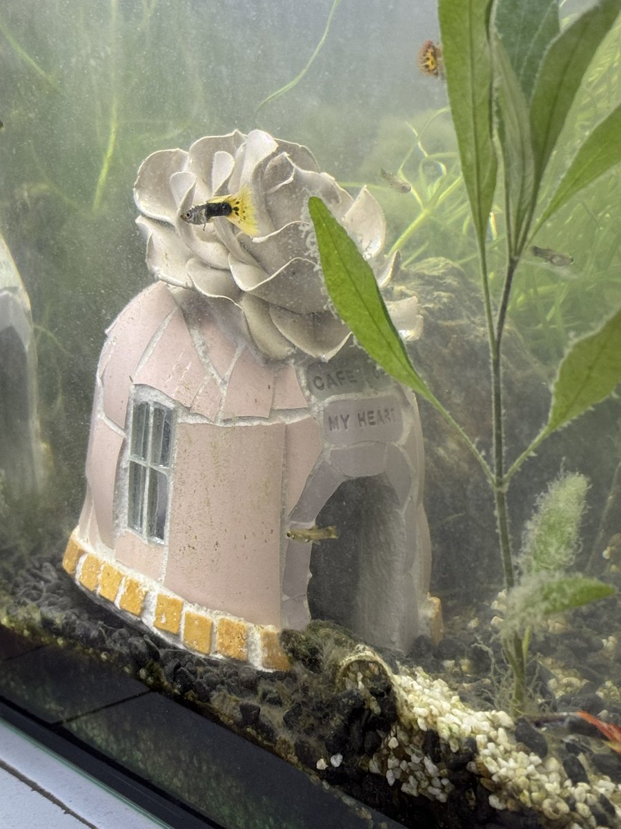 шматок смальти tweet media