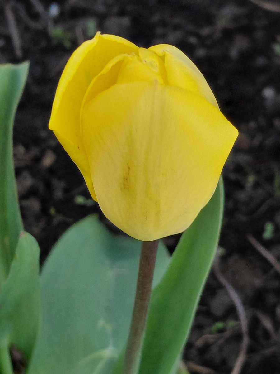 heljane75's tweet photo. #GoodnightTwitterX  #TulipTuesday sleep well 🥰 https://t.co/aPjMwxKeEe