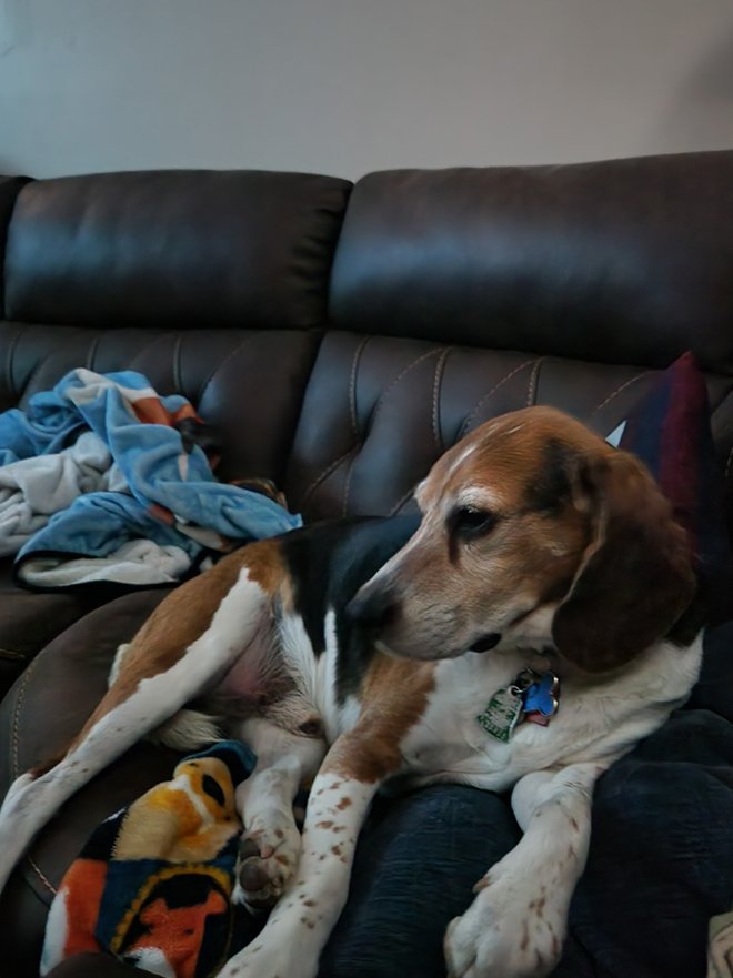 B.O.N.E.S. Beagles tweet media