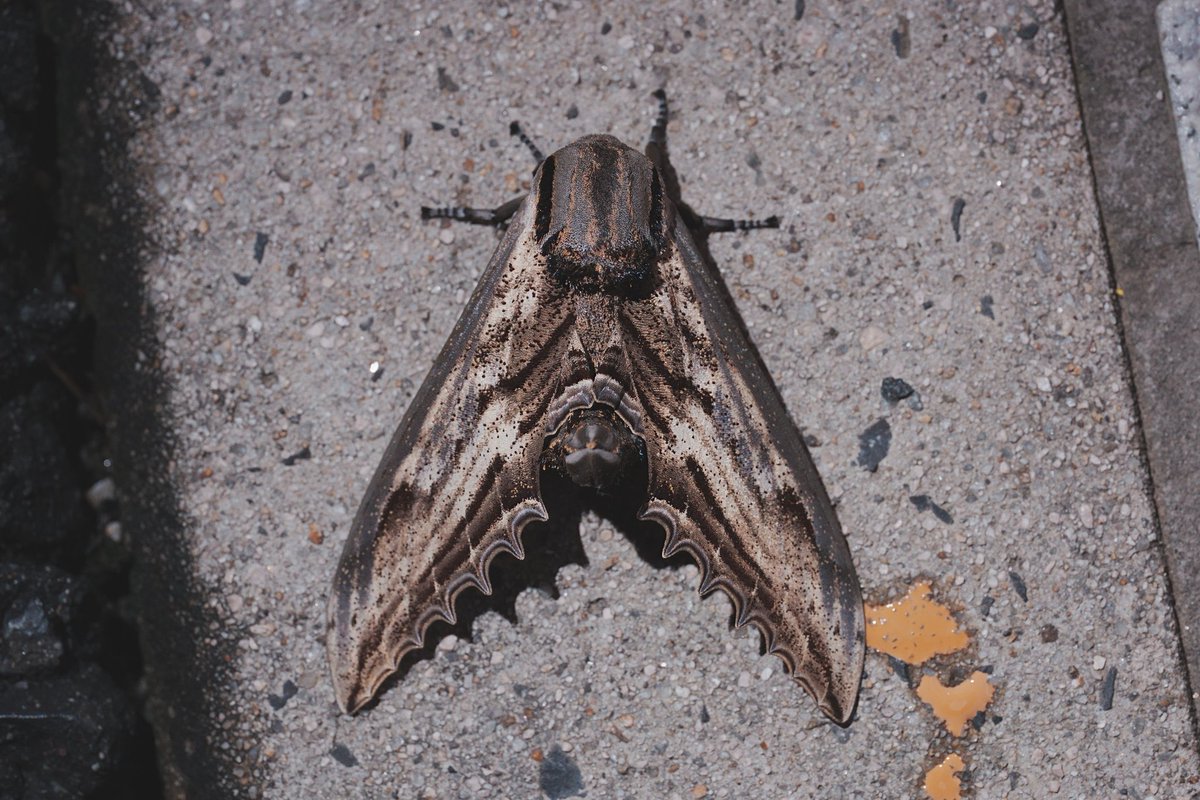 メロンクリーム/Melon-Kream tweet media