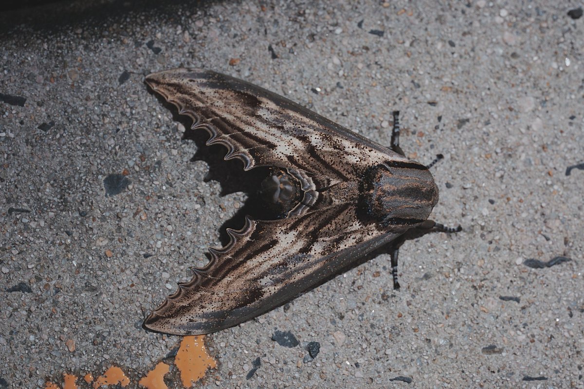 メロンクリーム/Melon-Kream tweet media