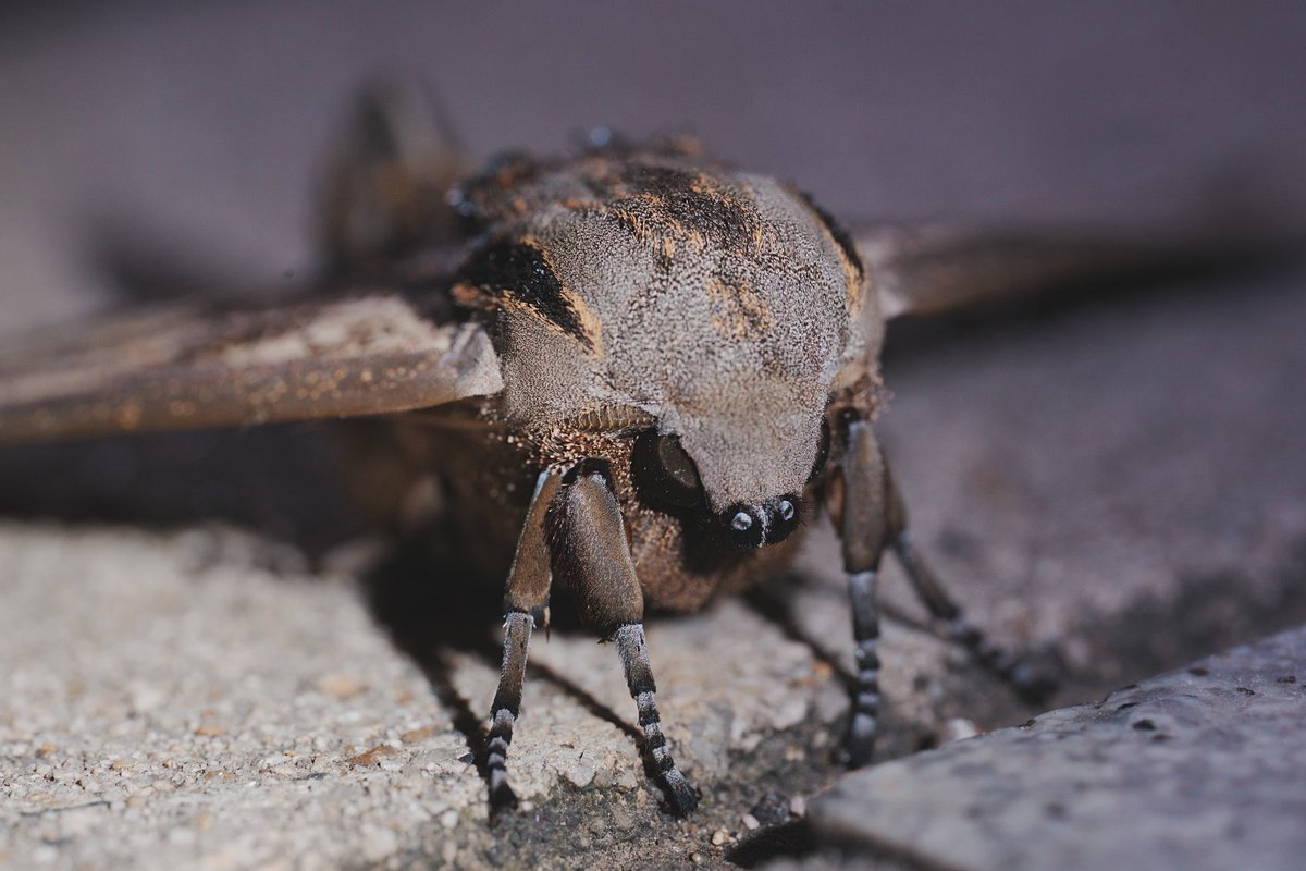 メロンクリーム/Melon-Kream tweet media