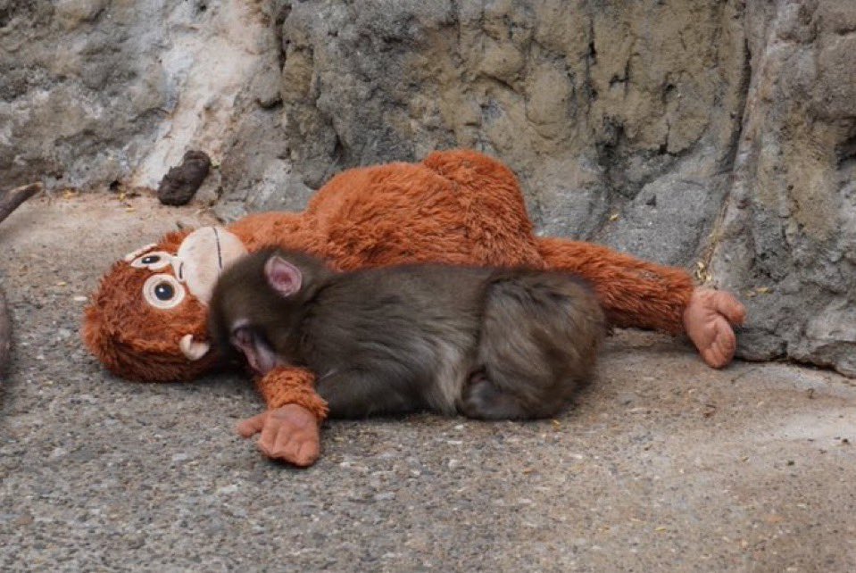 murf $punch tweet media