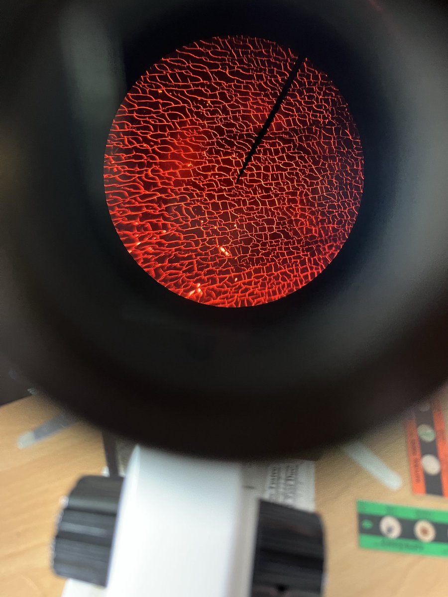 HermiAcadSci's tweet image. P7/6 pupils at Garelochhead got creative with the microscopes today - they decided this red sparkly gem looked like dragon scales 🐉 🔥 🔬 #UNCRCArticle29
