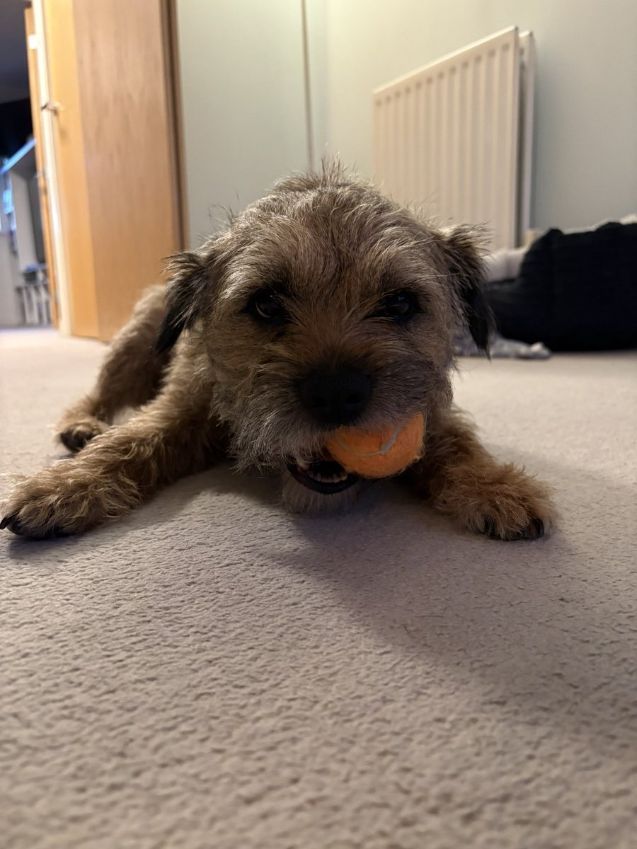 Sir Wilbur (CBE) 😊🐶 tweet media