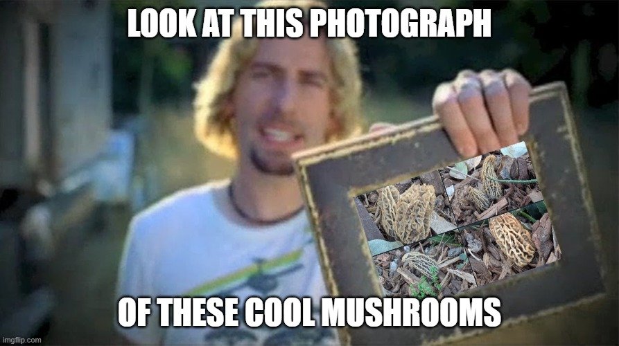 Edda Hengist 🐴📚 tweet media