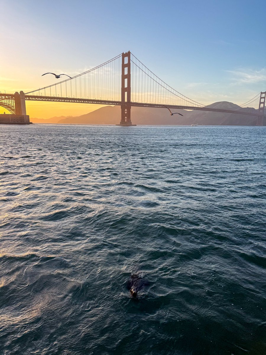 foggygrainSF's tweet photo. SF remains unbeaten https://t.co/qhdb93h4ur