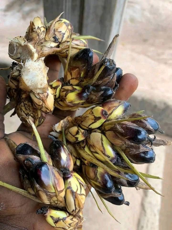 CHIKEZIE tweet media