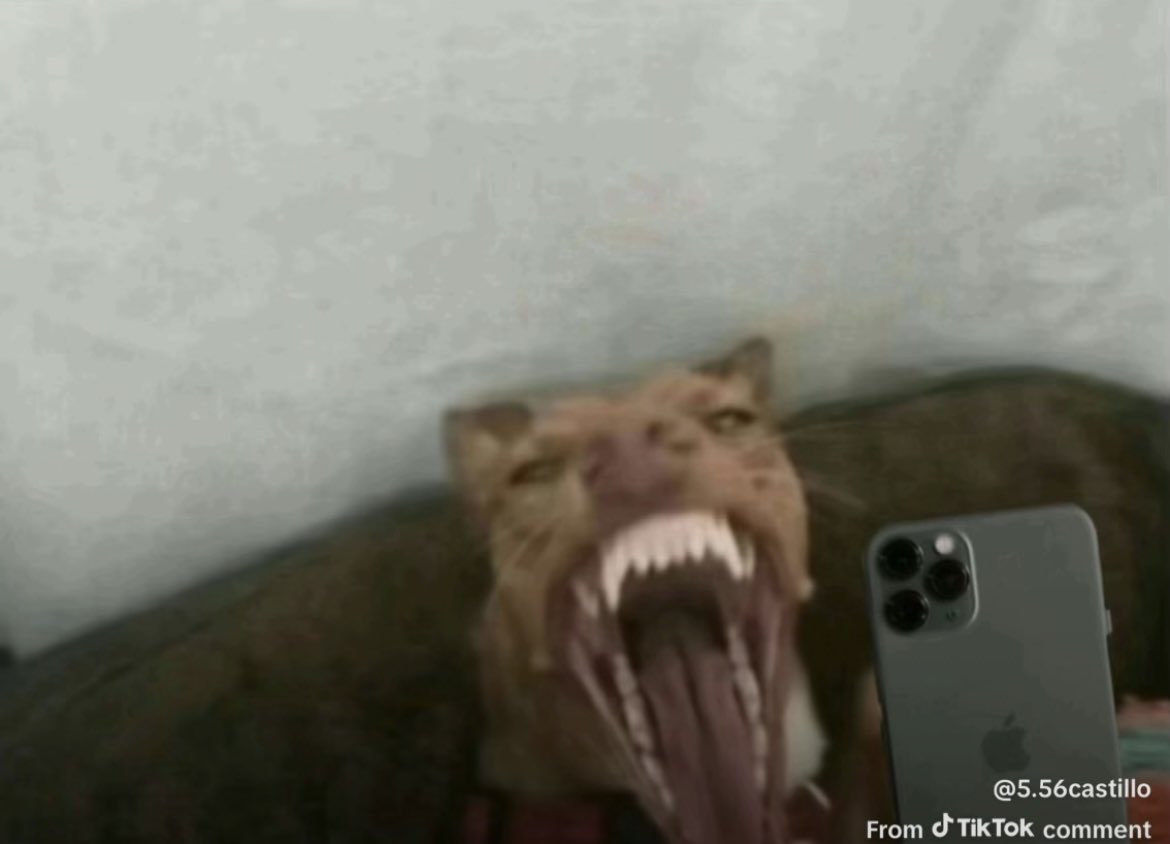 fumertue tweet media