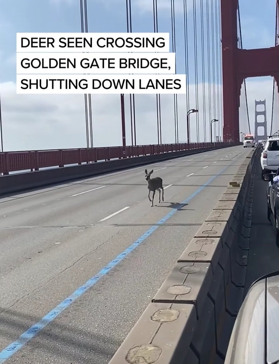 Dimitry Yakoushkin tweet media