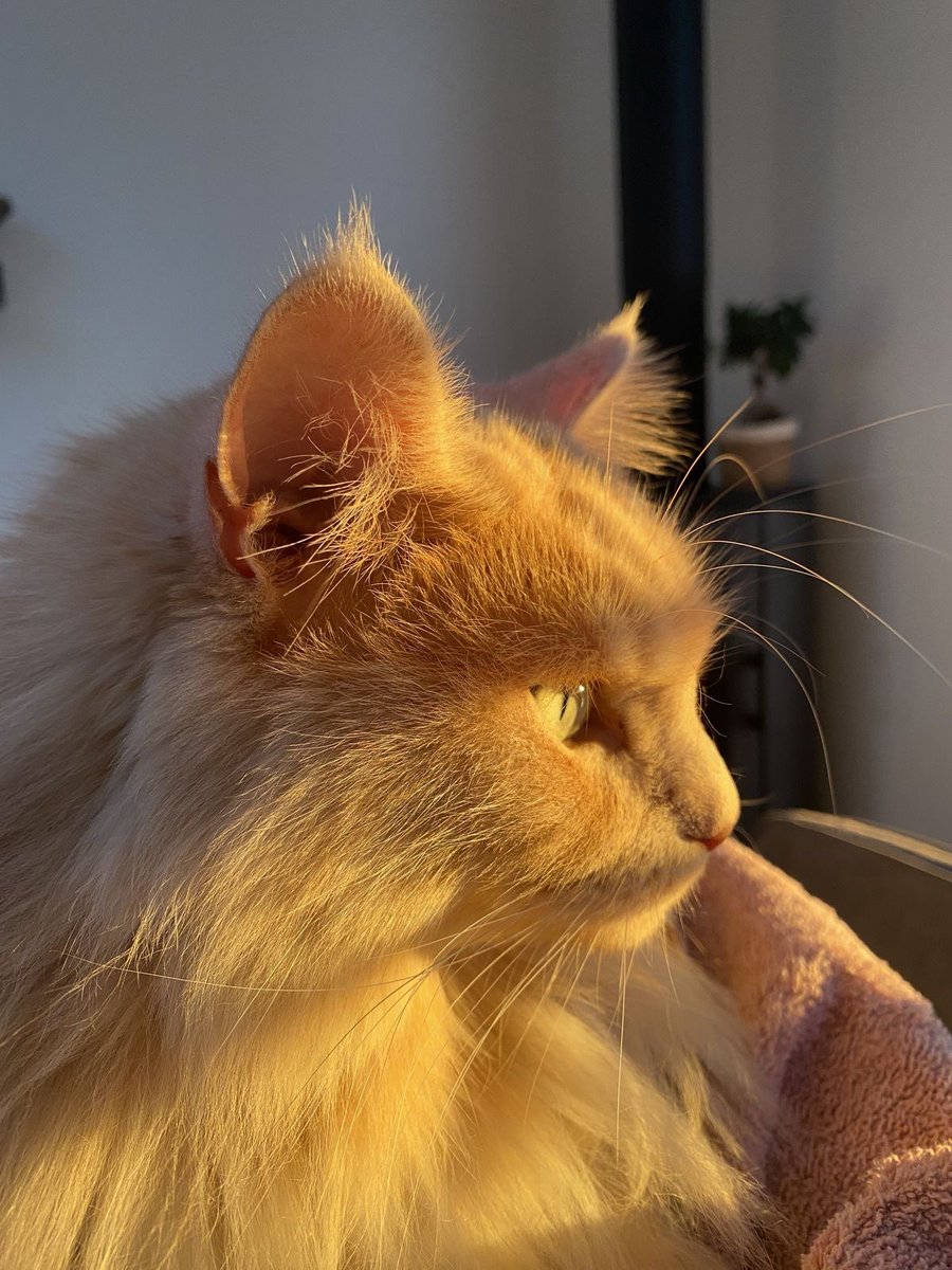 Purely Green tweet media