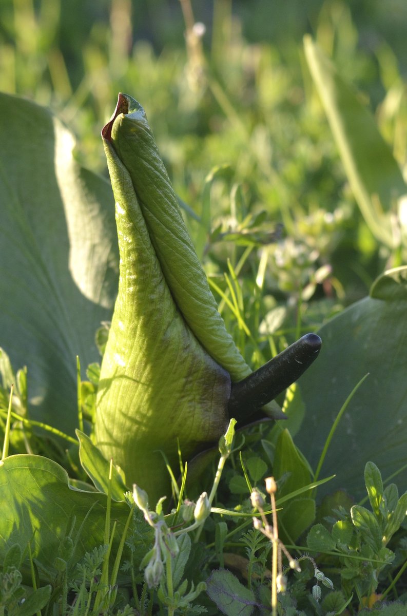 dûrzan cîrano tweet media