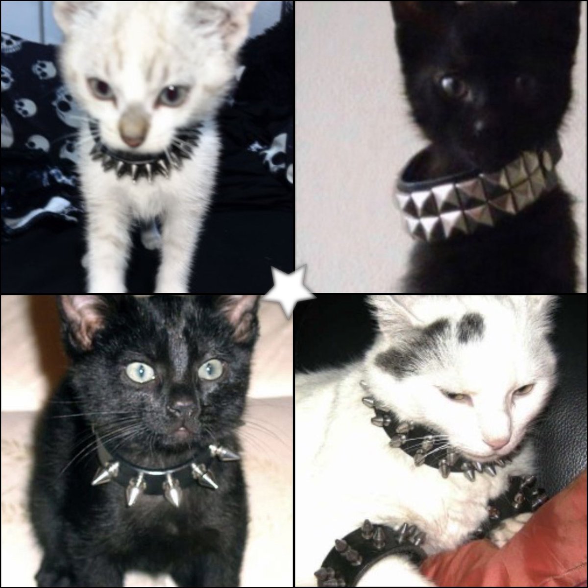 bearwiitch tweet media