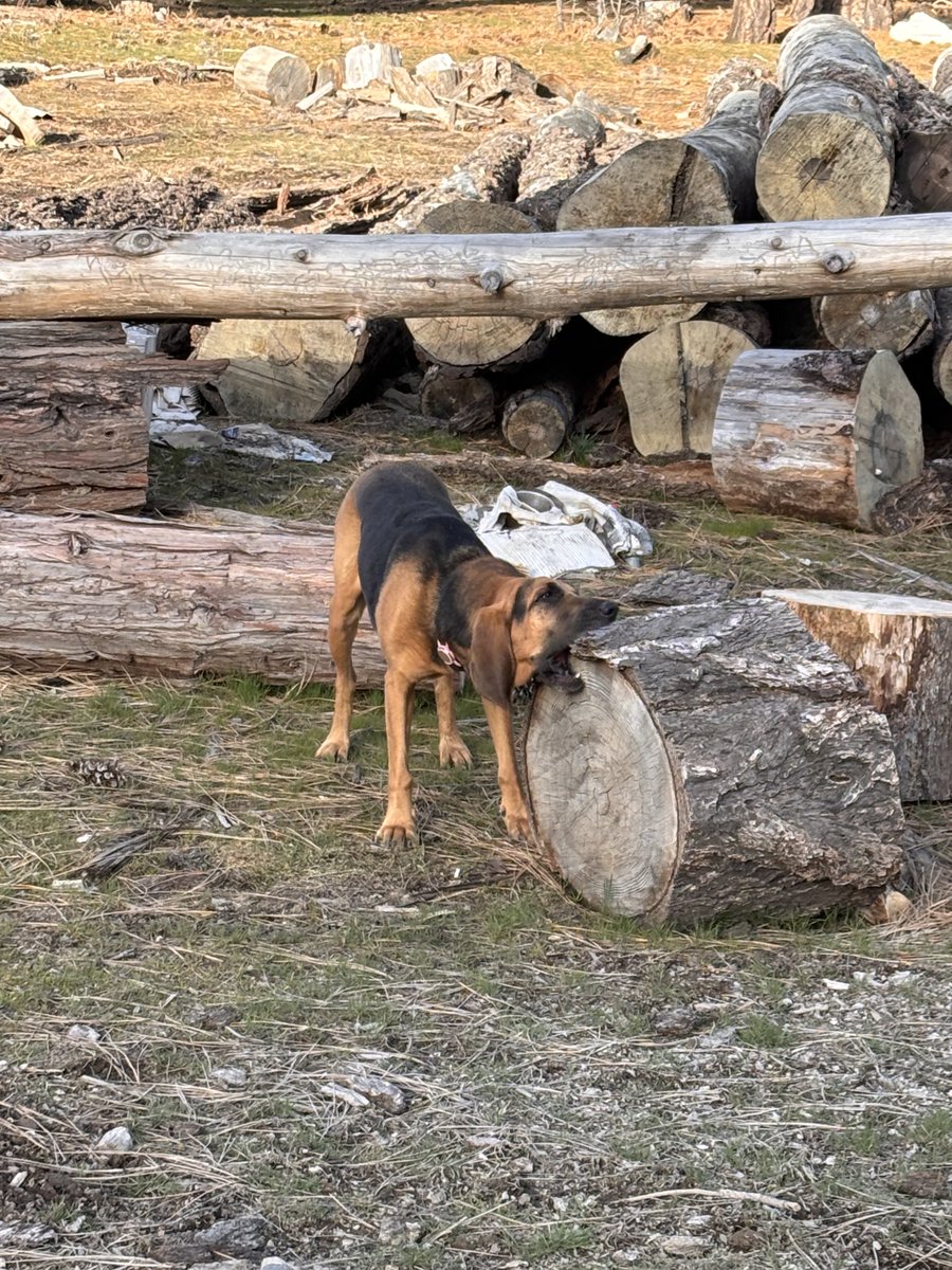 Kaiya Pelletier tweet media