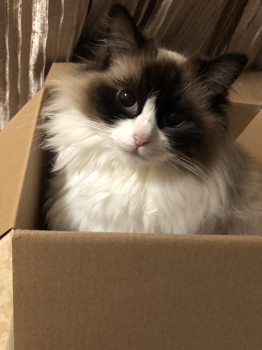 杀手皇后 tweet media