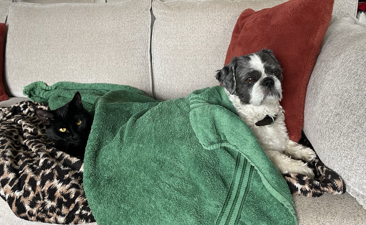 soberscorpio22's tweet photo. A different type of push me pull me happening on the sofa tonight!!ππΆπββ¬
These two actually have the sweetest bond!π#DrDolittle #animallove #catanddog https://t.co/q3SgyutOIA
