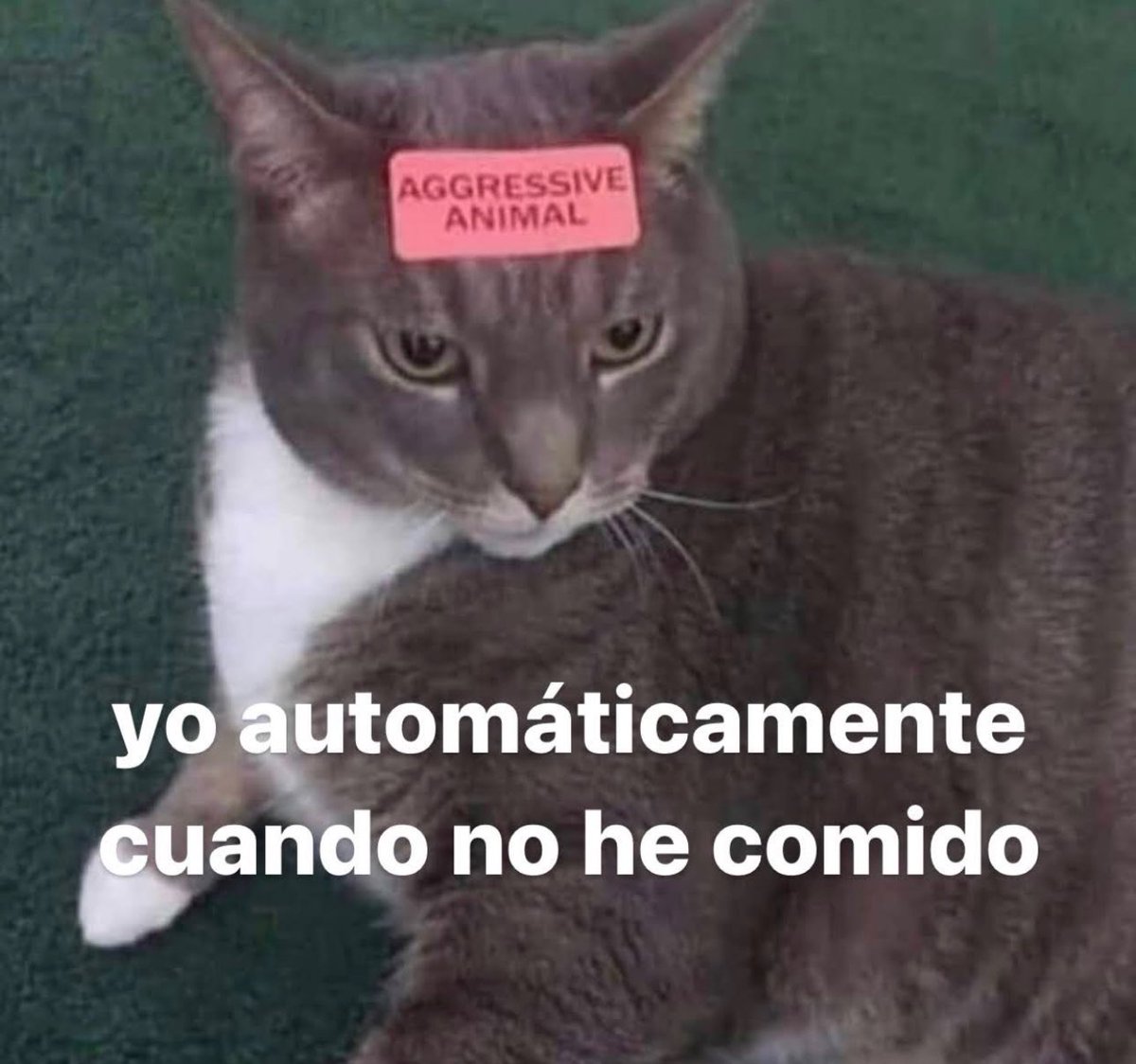 piña sin pizza tweet media