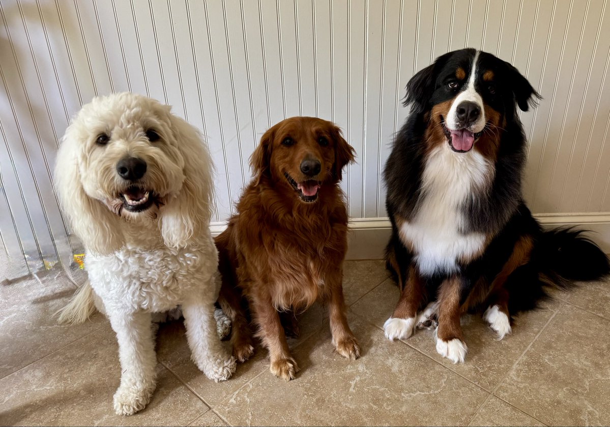 “The Pup Dogs” Pup4, 5 & 6 (OTR1,2 &3) tweet media