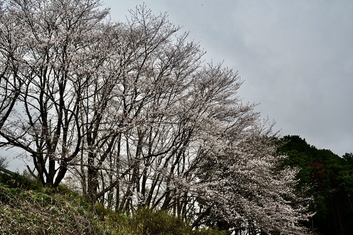 isa96densuke's tweet photo. 千の散歩道
いつもの散歩道
桜が見頃に
#z5_2
#散歩写真 https://t.co/HhocOkrrnK