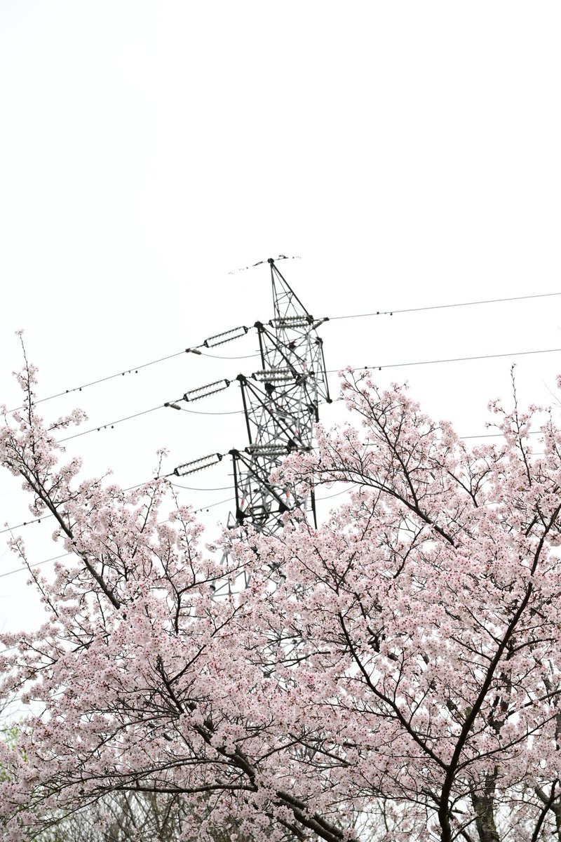 isa96densuke's tweet photo. 千の散歩道
いつもの散歩道
桜が見頃に
#z5_2
#散歩写真 https://t.co/HhocOkrrnK