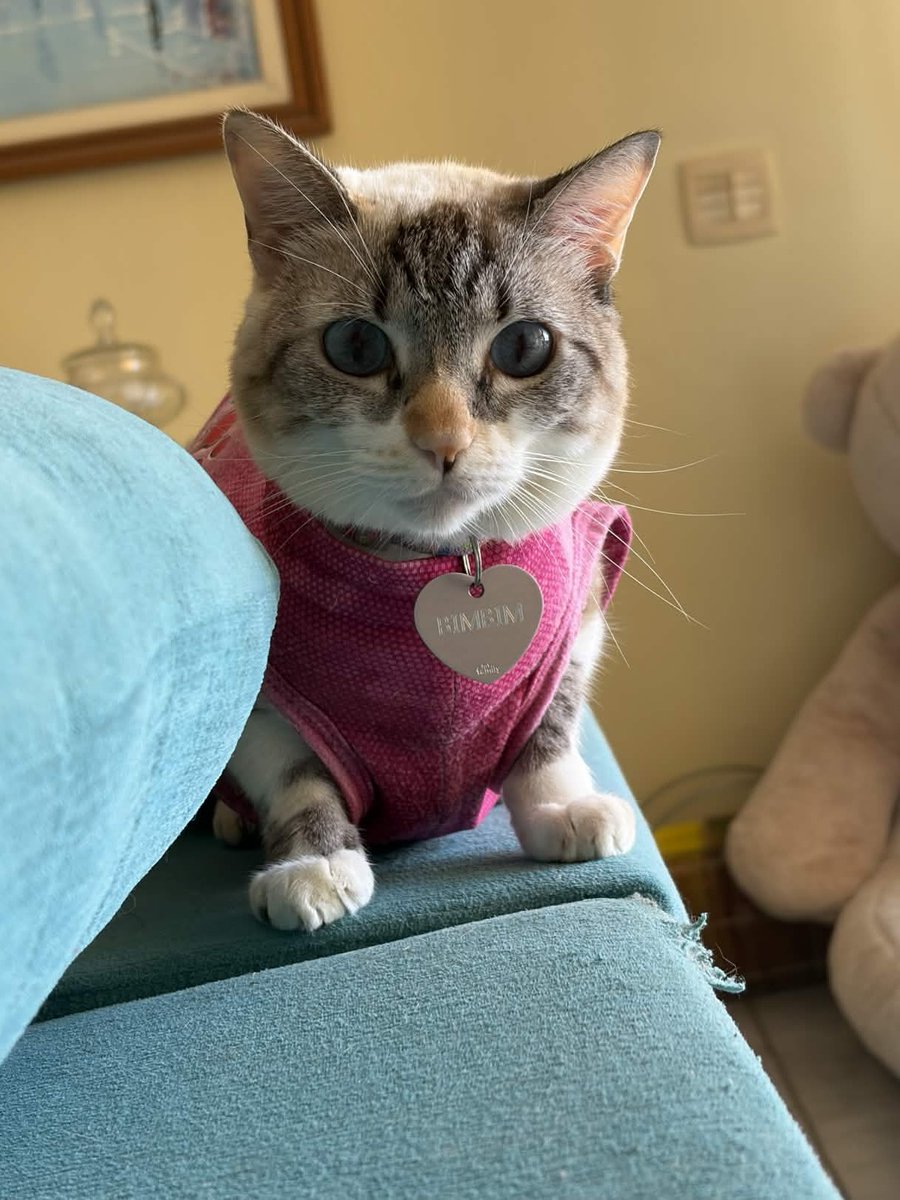 Bimbim🍭 she/her gorl cate tweet media