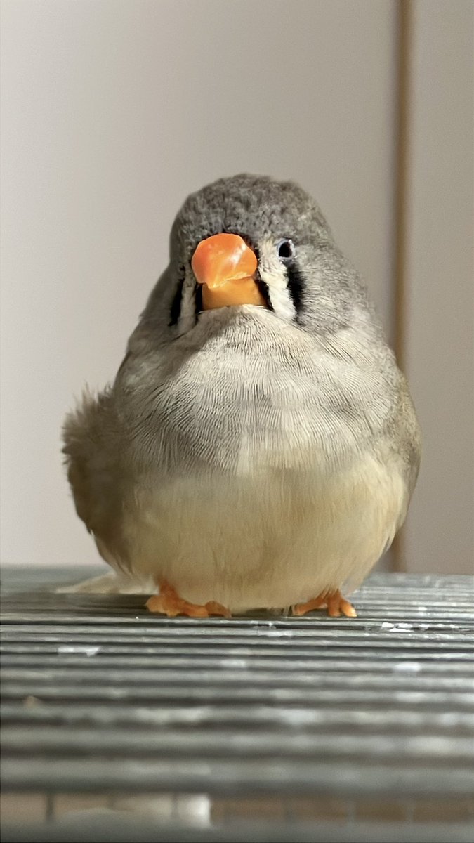 とりアート│アトリエショップAtelier Birdie tweet media