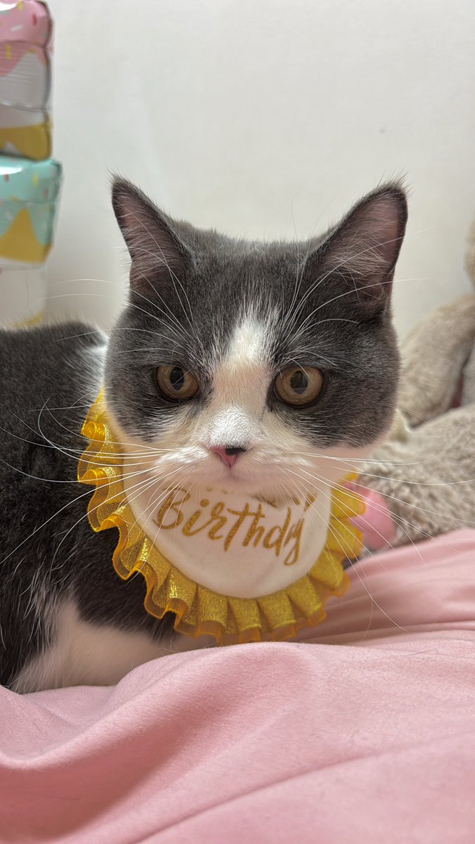 恋花あも👼🏻I'LL tweet media