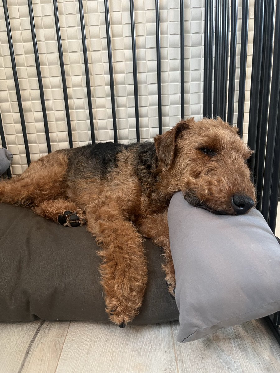 あこべえ tweet media