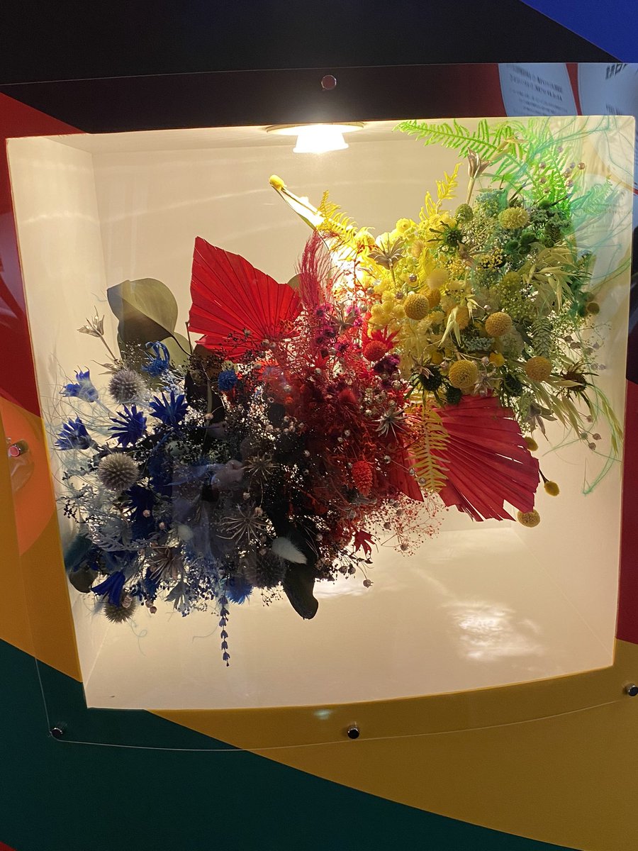 킨도・キンド 💫 tweet media