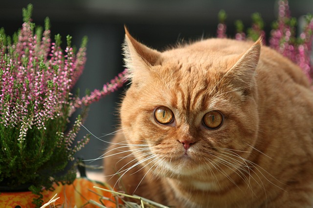 Mike Phakenam tweet media