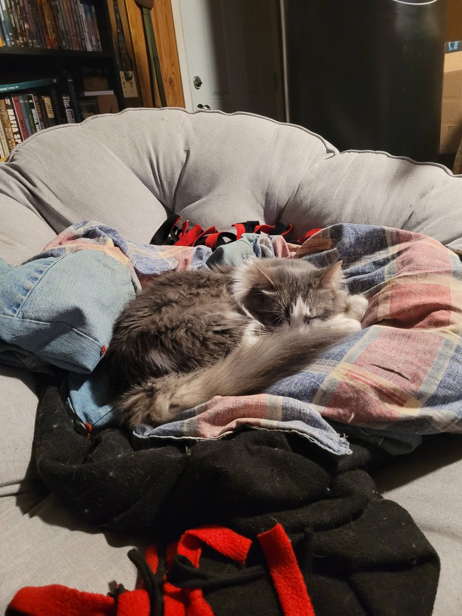 SmolPagan18's tweet photo. @nyantamach222 Meet Stella. My wife and I rescued her out of our driveway three years ago. https://t.co/PGB01R5jg4