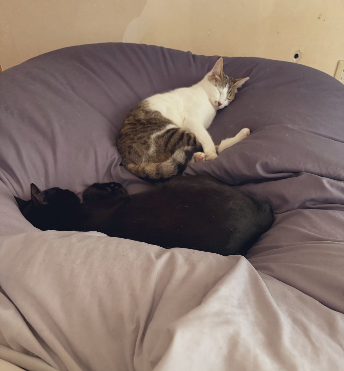 Tamago009's tweet photo. 昨日から熱が出て寝込んでるんだけど、昼間はキャットタワーにいる猫たちが夜も昼も布団にいるので寝返りもうてない
 #猫のいる暮らし https://t.co/bmzpVuCGx5