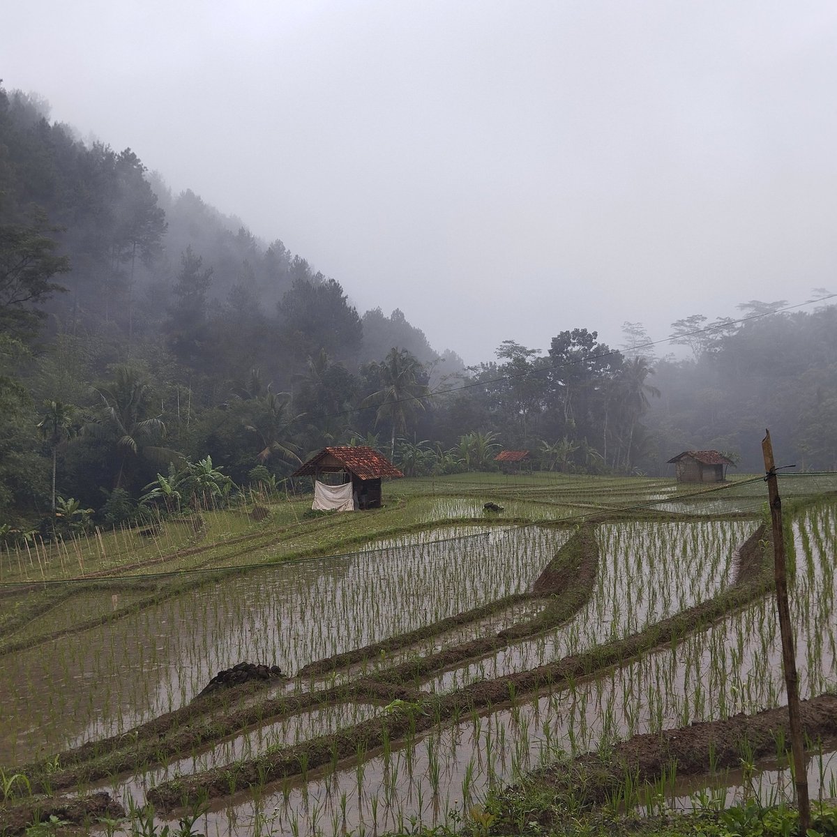 sarah ayu 🦋 tweet media