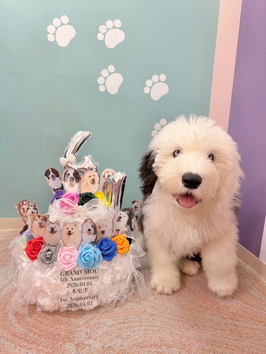 大型犬カフェGRAND MOU《ぐらんむー》 tweet media