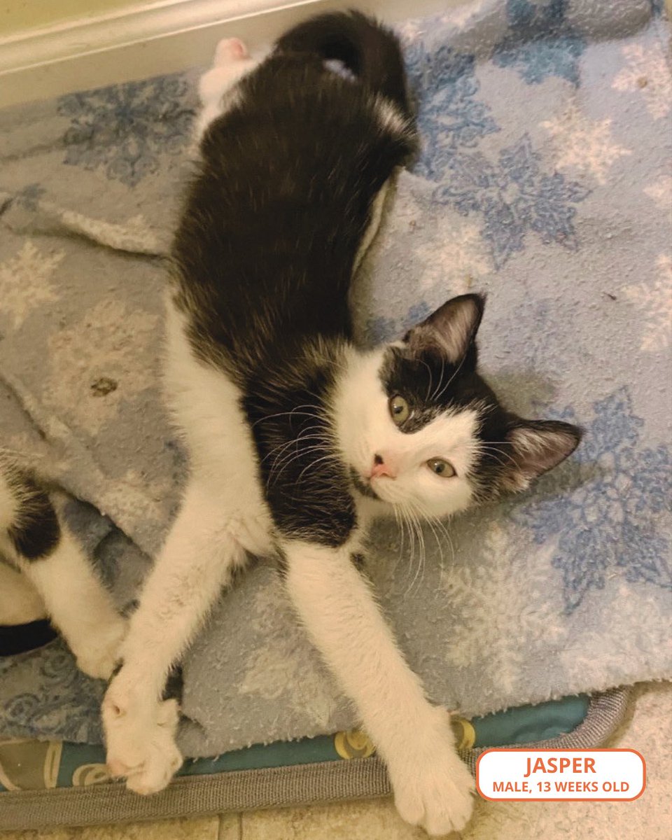 FeralCatProgramGA tweet media